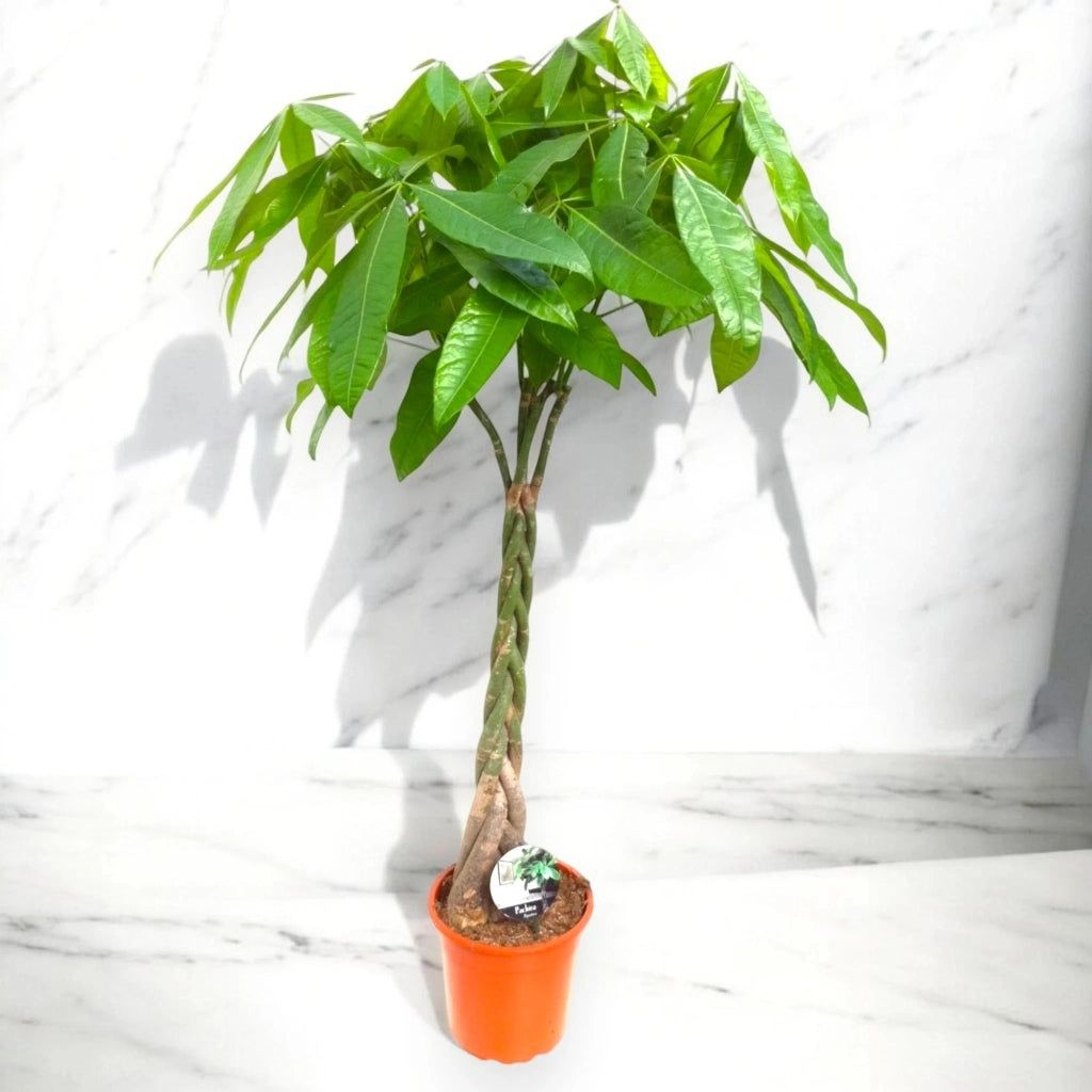 Gardenaria Pachira aquatica - Pianta da interno ornamentale Altezza: 130 cm (vaso 24)