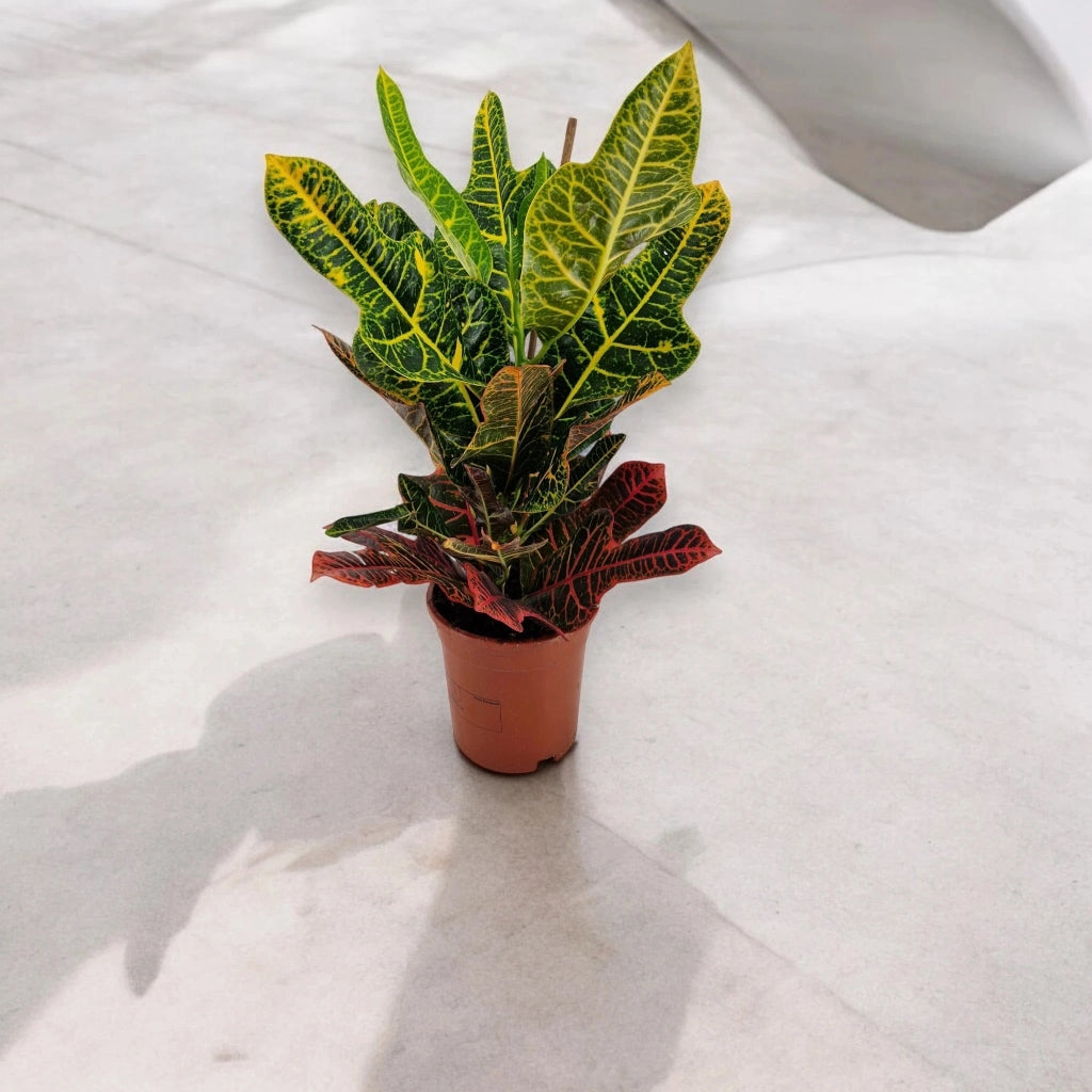 Gardenaria Codiaeum variegatum 'Excellent' - Pianta da interno ornamentale Altezza: 65 cm (vaso 19)