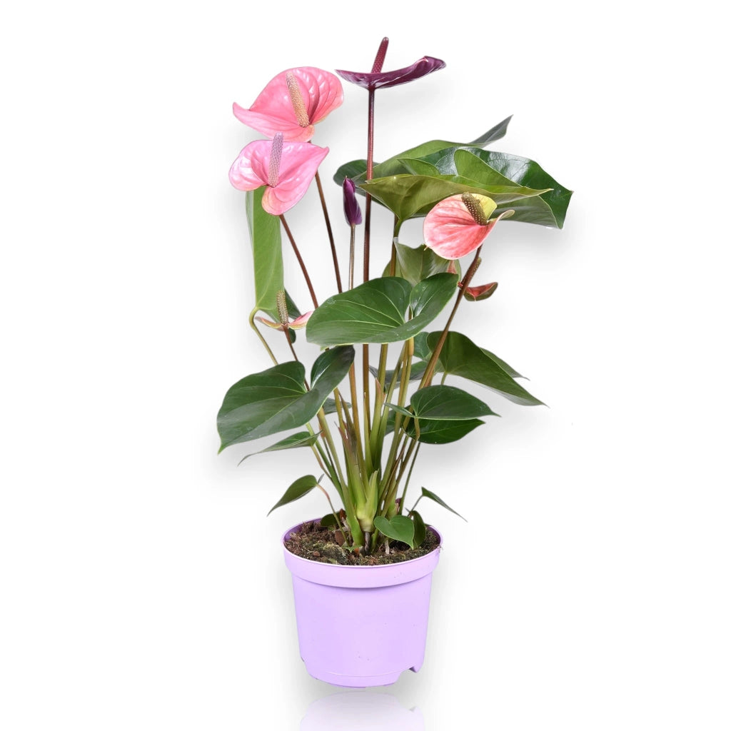 Gardenaria Anthurium andreanum 'Cavalli' - Pianta da interno ornamentale Altezza: 50 cm (vaso 14)
