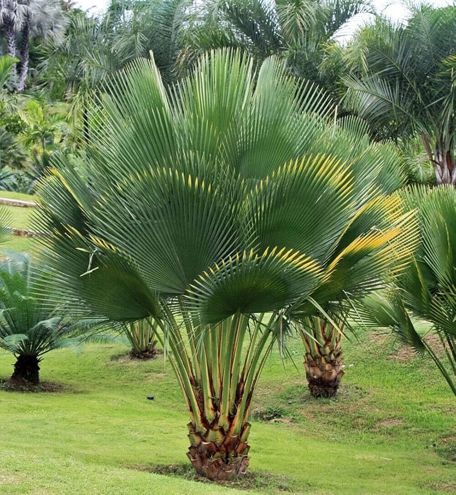Copernicia gigas H 3,5 m vaso 70 – Palma tropicale gigante a ventaglio palma rara foto reale