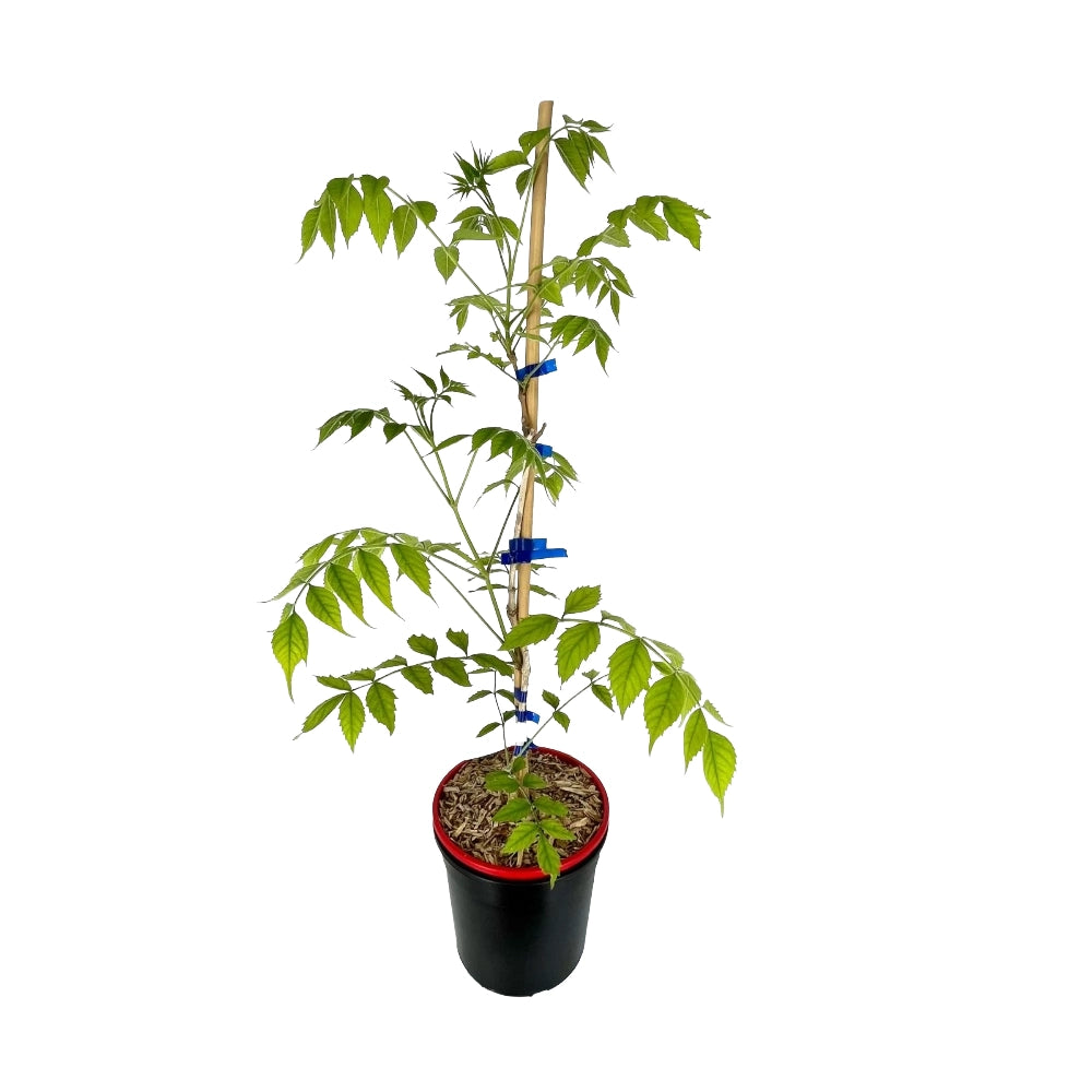 BIGNONIA ROSSA Atropurpurea Tromba d'Angelo vaso 18cm AMDGarden