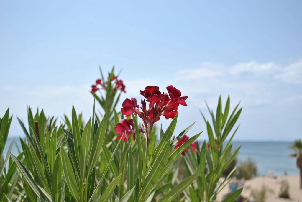 NERIUM OLEANDER (OLEANDRO) ROSSO JANNOCH VASO 50 H.140/160
