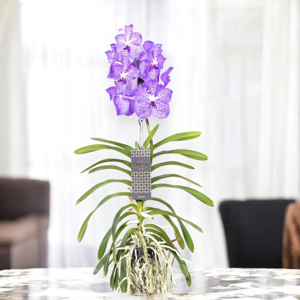 Gardenaria Vanda 'Light Blue' - Pianta da interno ornamentale Altezza: 80 cm (vaso 15)