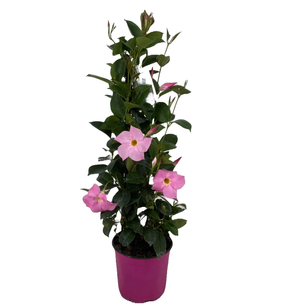 Dipladenia piramide Fiore Rosa in vaso 19 cm AMDGarden