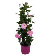 Dipladenia piramide Fiore Rosa in vaso 19 cm AMDGarden