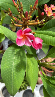 Plumeria Synchronicity, frangipane, H 60cm, foto reali