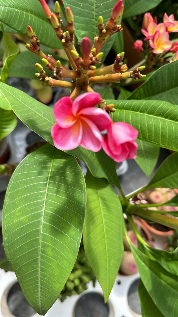 Plumeria Synchronicity, frangipane, H 60cm, foto reali