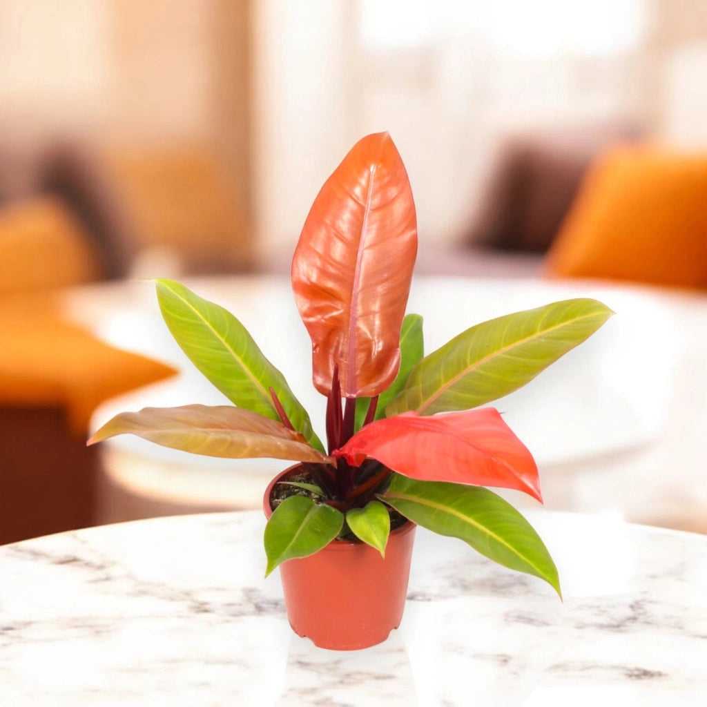 Gardenaria Philodendron 'Prince of orange' - Pianta da interno ornamentale Altezza: 30 cm (vaso 14)