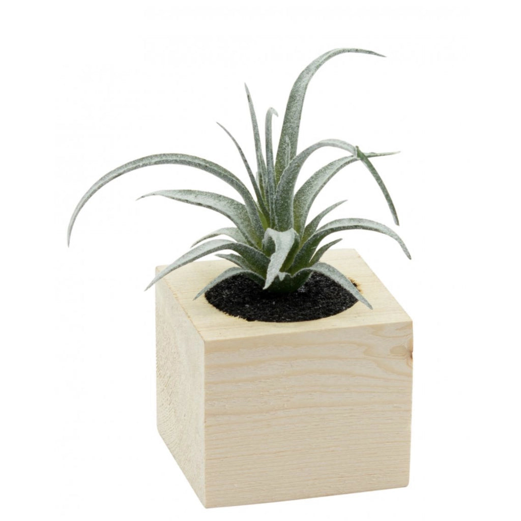 VASO CON PIANTA GRASSA 7X7XH10CM IN LEGNO NATURALE
