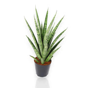 Gardenaria Sansevieria trifasciata 'Pineapple' - Pianta da interno ornamentale Altezza: 40 cm (vaso 12)