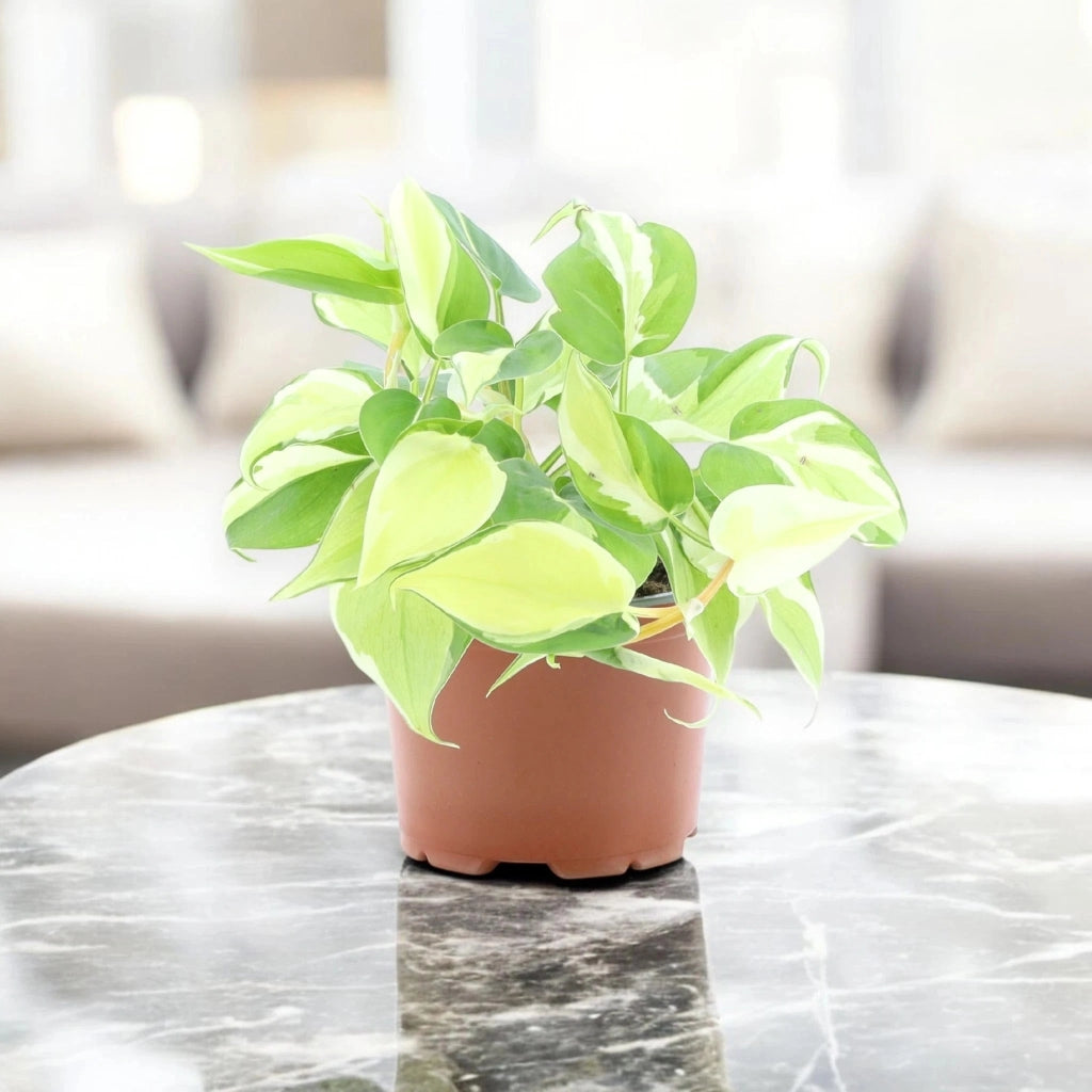 Gardenaria Philodendron scandens 'Rio' - Pianta da interno ornamentale Altezza: 30 cm (vaso 12)