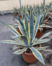 AGAVE AMERICANA variegata in vaso 16/18 cm Pianta di AGAVE MARGINATA americana
