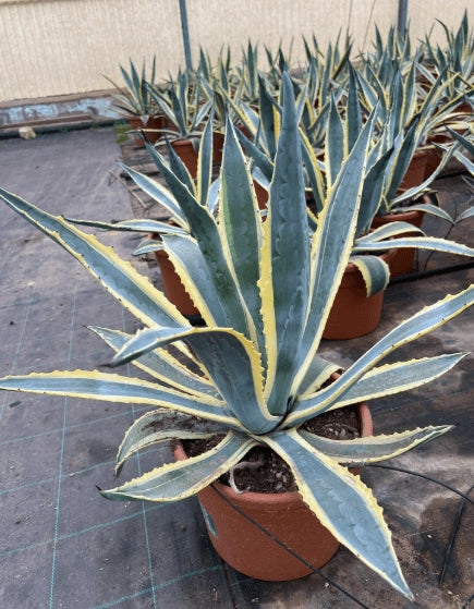 AGAVE AMERICANA variegata in vaso 16/18 cm Pianta di AGAVE MARGINATA americana