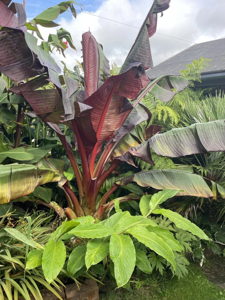 ENSETE VENTRICOSUM MAURELII VASO 55
