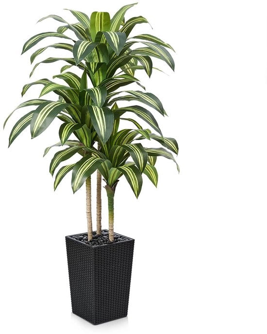 Drakenboom 150 cm Kunstplanten Groot - Pianta d'arte UV-resistente con 57 foglie, vaso nero e pietre di fiume - Pianta decorativa per soggiorno, ufficio, interni, esterni