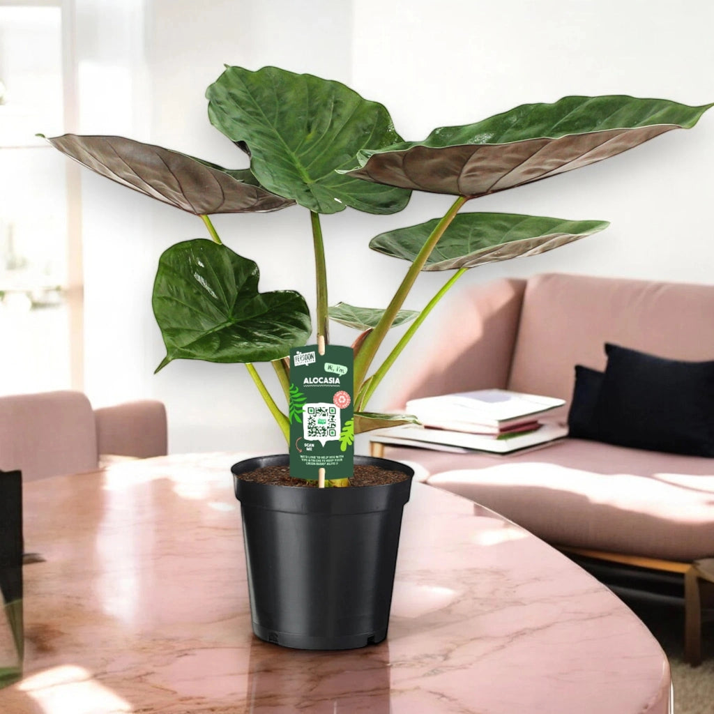 Gardenaria Alocasia 'Wentii' - Pianta da interno ornamentale Altezza: 70 cm (vaso 19)
