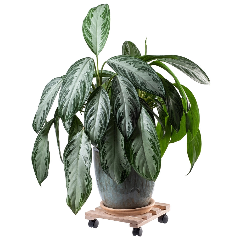 Supporto per vaso da fiori KADAX, fioriera in legno su ruote, piattaforma quadrata 30 cm