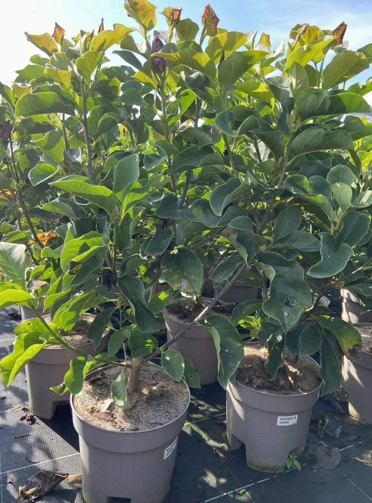 Gardenaria Magnolia 'X Genie' - Arbusto ornamentale da giardino Altezza: 50/70 cm (vaso19)