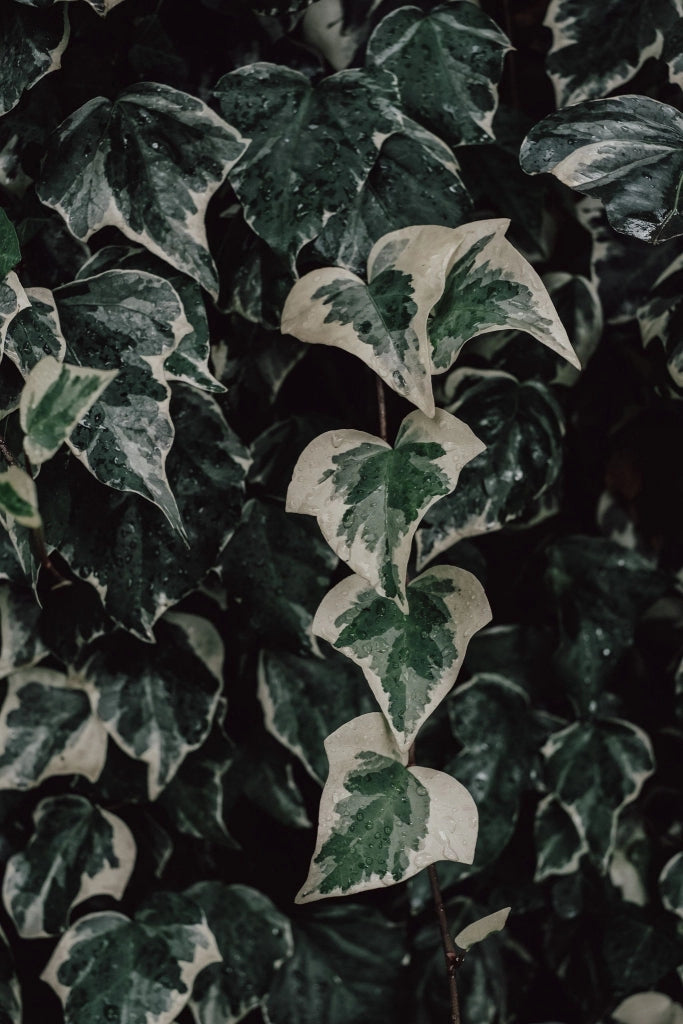 HEDERA CAN. ALGERIENSIS SPALLIERA H 200 CM VASO 40
