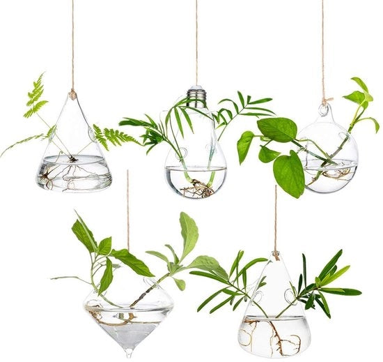 Contenitori per Terrario in Vetro a Borosilicato - 5 Pezzi con Corda - Adatti per Interno/Esterno
