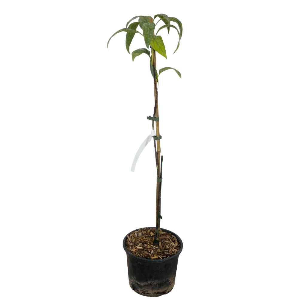 Pianta di Chitalpa Pink Dawn fiore trombetta rosa h 100 in vaso 18 cm AMDGarden