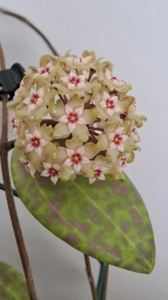 Hoya wibergiae – Pianta tropicale compatta da collezione vaso 6 cm