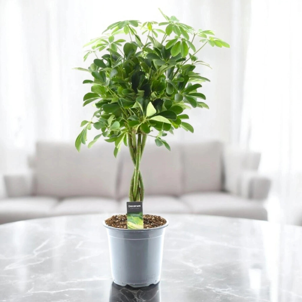 Gardenaria Schefflera arboricola 'Compacta' - Pianta da interno ornamentale Altezza: 120 cm (vaso 27)