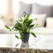 Gardenaria Philodendron 'Cobra' - Pianta da interno ornamentale Altezza: 35 cm (vaso 14)
