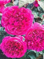 Rosa Barni James Austin cespuglio rifiorente profumato ornamentale