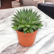 Gardenaria Aloe safari Zambezi - Pianta da interno ornamentale Altezza: 15 cm (vaso 12)