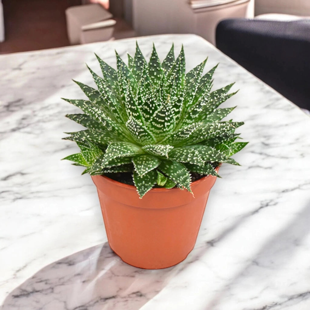 Gardenaria Aloe safari Zambezi - Pianta da interno ornamentale Altezza: 15 cm (vaso 12)