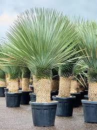 Yucca Rostrata V40 – foto reale,  Resistente e Scultorea H80cm