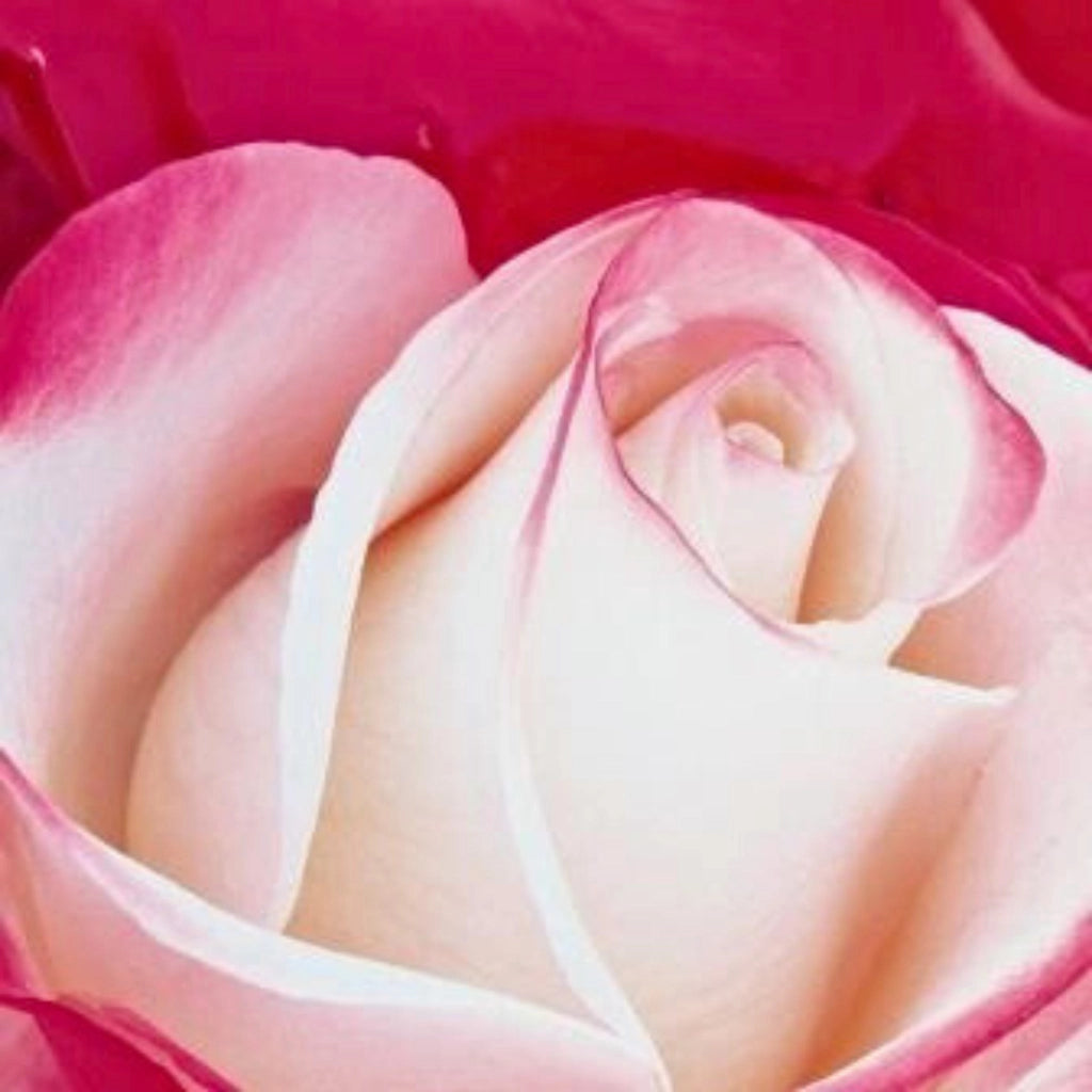 Gardenaria Rosa 'Nostalgie' - Rosa da giardino Altezza: 40/50 cm (vaso20)