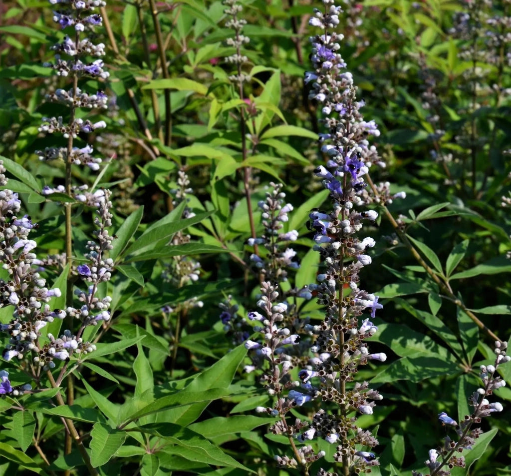 Gardenaria Vitex agnus-castus 'Galactic Pink' - Arbusto ornamentale da giardino Altezza: 40/50 cm (vaso18)