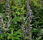 Gardenaria Vitex agnus-castus 'Galactic Pink' - Arbusto ornamentale da giardino Altezza: 40/50 cm (vaso18)