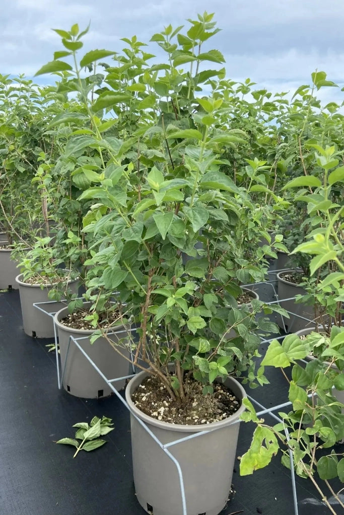 Gardenaria Filadelfo - Philadelphus 'Hybrido Snowflake' - Arbusto ornamentale da giardino Altezza: 40/60 cm (vaso19)