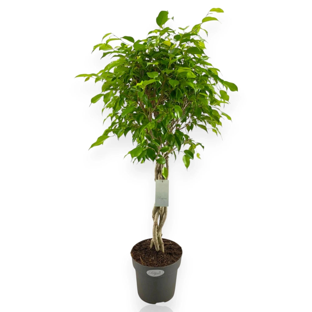 Gardenaria Ficus benjamina 'Exotica' - Pianta da interno ornamentale Altezza: 100 cm (vaso 24)