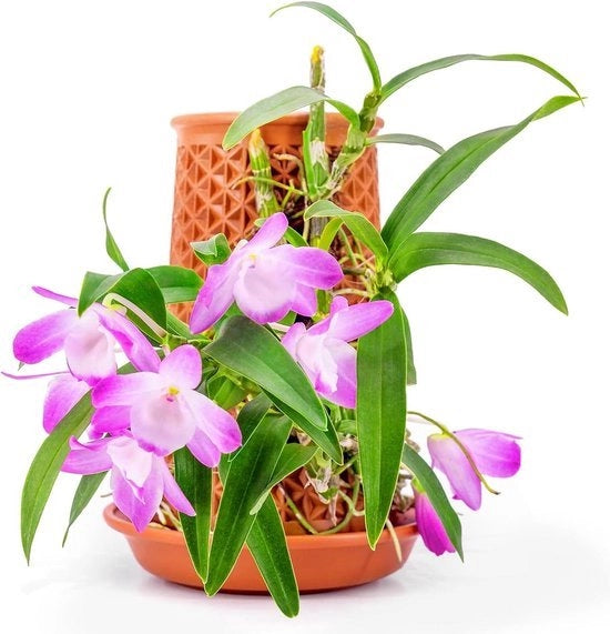 Vaso di terracotta autoirriguo per orchidee pianta semi di orchidea decorazione per la casa stella a cinque punte