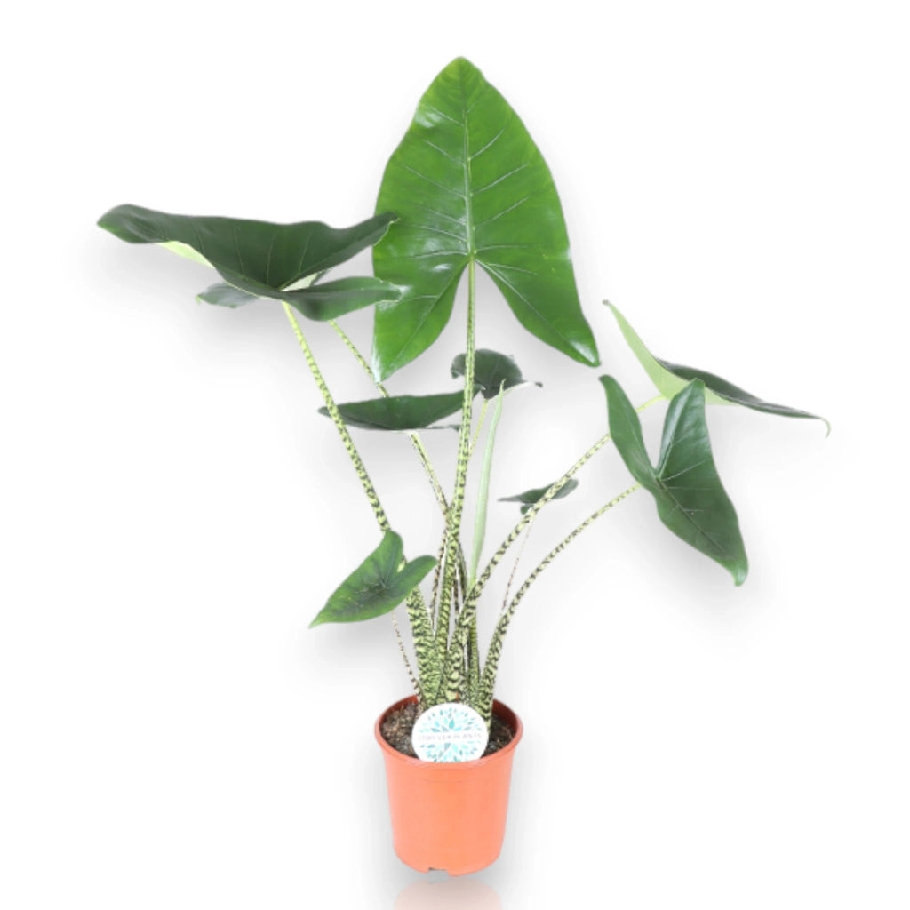 Gardenaria Alocasia zebrina - Pianta da interno ornamentale Altezza: 60 cm (vaso 17)