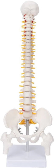 Colonna vertebrale model anatomico - flessibile - materiale PVC - 45 cm di lunghezza - inclusa base/brace - adatto per biologia/chirurgia