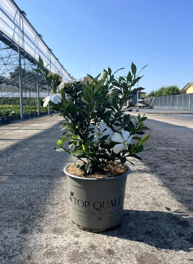 Gardenaria Gardenia jasminoides 'Sweet Heart' - Arbusto ornamentale da giardino Altezza: 40/50 cm (vaso19)