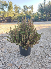 COPROSMA PACIFIC DAWN VASO 30