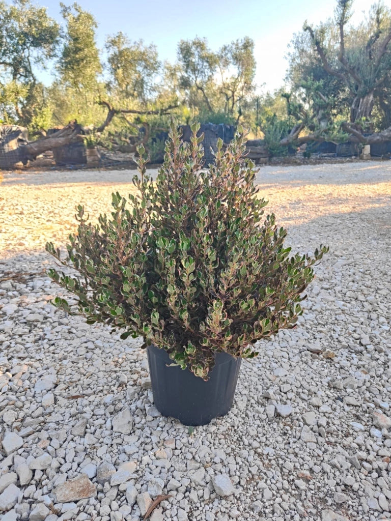 COPROSMA PACIFIC DAWN VASO 30