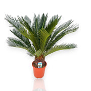 Gardenaria Cycas revoluta - Pianta da interno ornamentale Altezza: 80 cm (vaso 21)