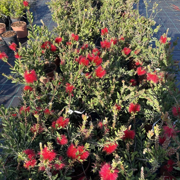 Pianta CALLISTEMON RED CITRINUS Spazzolino rosso Cespuglio VASO 16/18 FOTO REALE