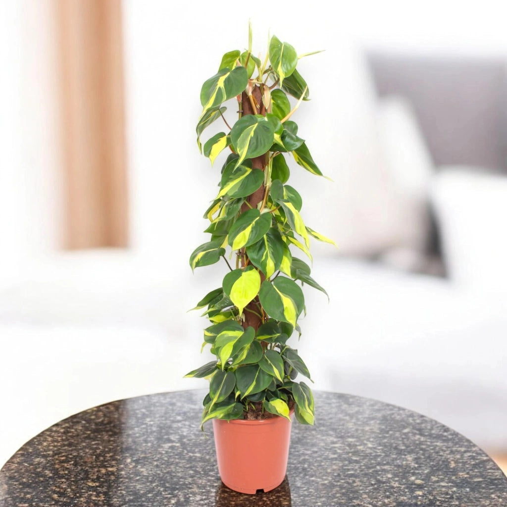 Gardenaria Philodendron scandens 'Brasil' - Pianta da interno ornamentale Altezza: 160 cm (vaso 27)
