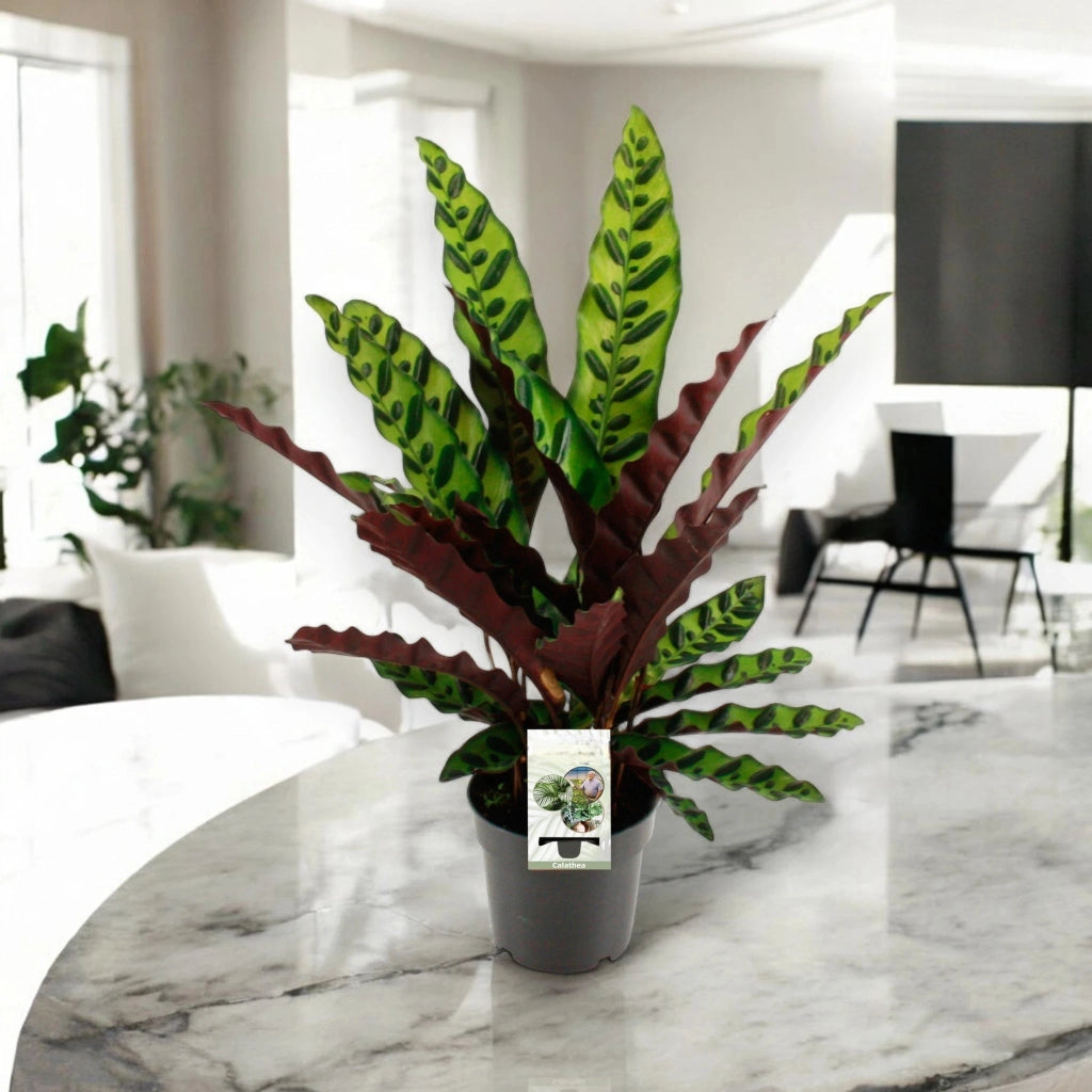 Gardenaria Calathea lancifolia - Pianta da interno ornamentale Altezza: 45 cm (vaso 14)