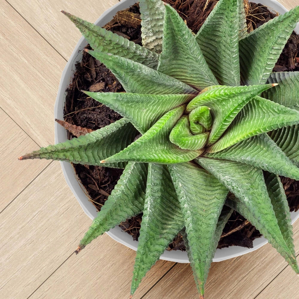 Vaso da fiori KADAX, fioriera, coperchio, 20 cm, supporto per fiori, plastica grigia, 3 pezzi.
