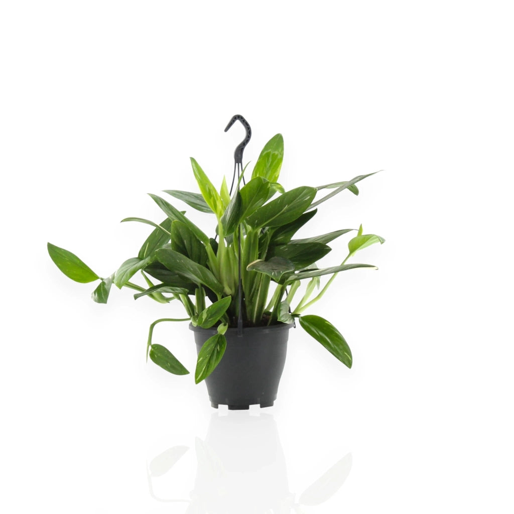 Gardenaria Philodendron 'Cobra' - Pianta da interno ornamentale Altezza: 35 cm (vaso 14)