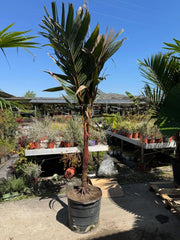 Areca vestiaria H 2 m vaso 45 – Palma tropicale a corona arancione foto reali